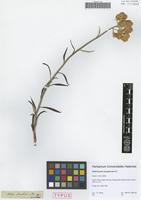 Type of Helichrysum stenopterum DC. [family ASTERACEAE]