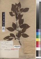 Isoparatype of Cotoneaster foveolatus Rehder & E.H. Wilson [family ROSACEAE]