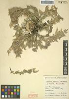 Isotype of Carlina acaulis L. forma elongata Meusel & K. Werner [family ASTERACEAE]