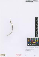 Type of Camphorosma sabulosa Kit. ex Moq. [family CHENOPODIACEAE]