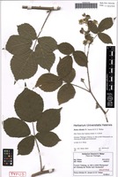 Holotype of Rubus tilioides W. Jansen & H. E. Weber [family ROSACEAE]