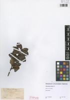 Syntype of Salzmannia nitida DC. [family RUBIACEAE]