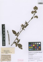 Syntype of Phacelia circinata (Willd.) Jacq. variety paniculatum DC. [family HYDROPHYLLACEAE]