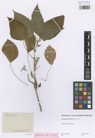 Original material of Acalypha maxima Salzm. [family EUPHORBIACEAE]