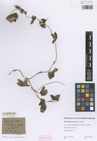 Syntype of Dalechampia capensis A. Spreng. [family EUPHORBIACEAE]