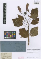 Syntype of Euphorbia pulcherrima Willd. ex Klotzsch [family EUPHORBIACEAE]
