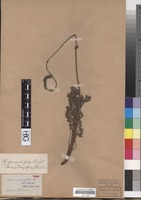 Type of Acaena longifolia Phil. [family ROSACEAE]