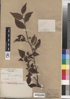 Isoparatype of Cotoneaster foveolatus Rehder & E.H. Wilson [family ROSACEAE]
