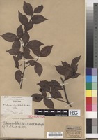 Isoparatype of Photinia subumbellata Rehder & E.H. Wilson [family ROSACEAE]