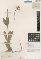 Isotype of Calea cymosa Less. [family ASTERACEAE]