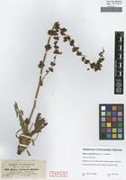 Type of Rumex steudelii Hochst. ex A. Braun [family POLYGONACEAE]
