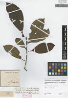 Isotype of Ternstroemia dentata (Aubl.) Sw. variety oblongifolia Choisy [family THEACEAE]
