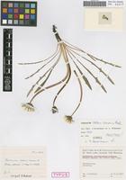 Holotype of Taraxacum calcem-amans Hudziok [family ASTERACEAE]