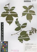 Isotype of Rubus tauni Schnedler & H. Grossh. [family ROSACEAE]