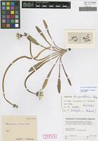 Holotype of Taraxacum hemiparabolicum Hudziok [family ASTERACEAE]