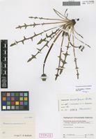 Holotype of Taraxacum ancoriferum Hudziok [family ASTERACEAE]