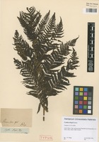 Syntype of Cyathea dregei Kunze [family CYATHEACEAE]