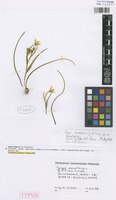 Holotype of Gagea omalensis J.-M. Tison [family LILIACEAE]