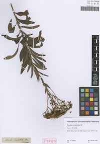 Syntype of Senecio serratuloides DC. [family ASTERACEAE]