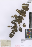 Syntype of Salzmannia nitida DC. [family RUBIACEAE]