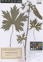 Type of Aconitum fallacinum Błocki [family RANUNCULACEAE]