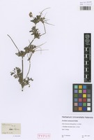 Syntype of Erodium salzmannii Delile [family GERANIACEAE]