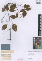 Syntype of Serjania corrugata Radlk. [family SAPINDACEAE]
