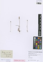 Original material of Plantago incomta Willd. [family PLANTAGINACEAE]
