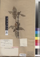 Isoparatype of Cotoneaster foveolatus Rehder & E.H. Wilson [family ROSACEAE]