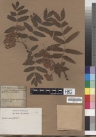 Filed as Sorbus aucuparia L. [family ROSACEAE]