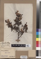 Filed as Rosa spinosissima L. [family ROSACEAE]
