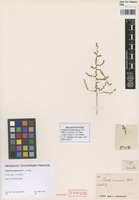 Isolectotype of Salsola incanescens C. A. Mey. [family CHENOPODIACEAE]