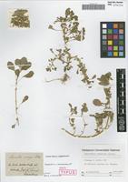 Holotype of Amaranthus crassipes Schltdl. [family AMARANTHACEAE]