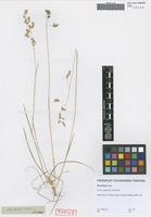 Type of Poa binata Nees [family POACEAE]