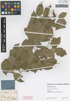 Syntype of Serjania tenuis Radlk. [family SAPINDACEAE]