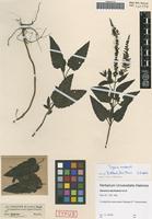 Type of Veronica bachofenii Heuff. [family SCROPHULARIACEAE]