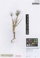 Syntype of Hordeum comosum J. Presl [family POACEAE]