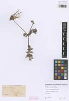 Syntype of Erodium salzmannii Delile [family GERANIACEAE]