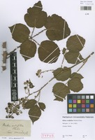 Type of Rubus cordifolius Weihe & Nees [family ROSACEAE]