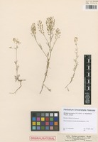 Original material of Rorippa pyrenaica (All.) Rchb. variety hispidulum Wierzb. [family BRASSICACEAE]