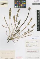 Isotype of Taraxacum ancoriferum Hudziok [family ASTERACEAE]