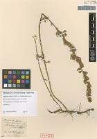 Syntype of Artemisia sericea Weber variety ledebouriana Besser [family ASTERACEAE]