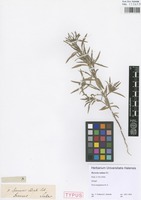 Syntype of Borreria radiata DC. [family RUBIACEAE]