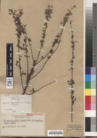 Isosyntype of Spiraea hypericifolia L. var. hupehensis Rehder [family ROSACEAE]