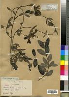 Type of Secamone thunbergii E. Meyer var. retusa E. Meyer [family ASCLEPIADACEAE]