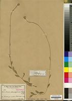 Isotype of Senecio telmatophilus O. Hoffm. [family COMPOSITAE/ASTERACEAE]