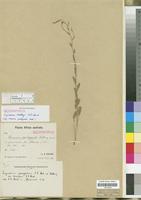 Isosyntype of Sisymbrium thellungii O.E. Schulz [family CRUCIFERAE/BRASSICACEAE]