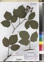 Holotype of Rubus haeupleri H.E. Weber [family ROSACEAE]
