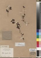 Acharia tragodes in Global Plants on JSTOR