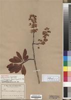 Isotype of Ochna antunesii Engl. & Gilg [family OCHNACEAE]